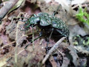 Schwarzer Grubenlaufkäfer, Bayern, Niederbayern, Passau, Carabus variolosus, Gutachten