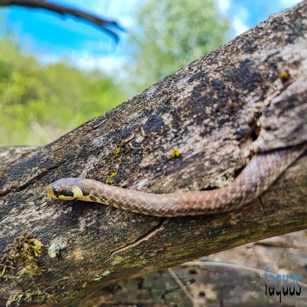 Äkulapnatter, Zamenis longissimus, Quartiere