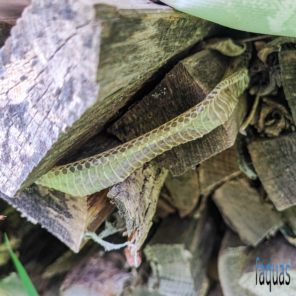 Äskulapnatter, Zamenis longissimus, Häutung