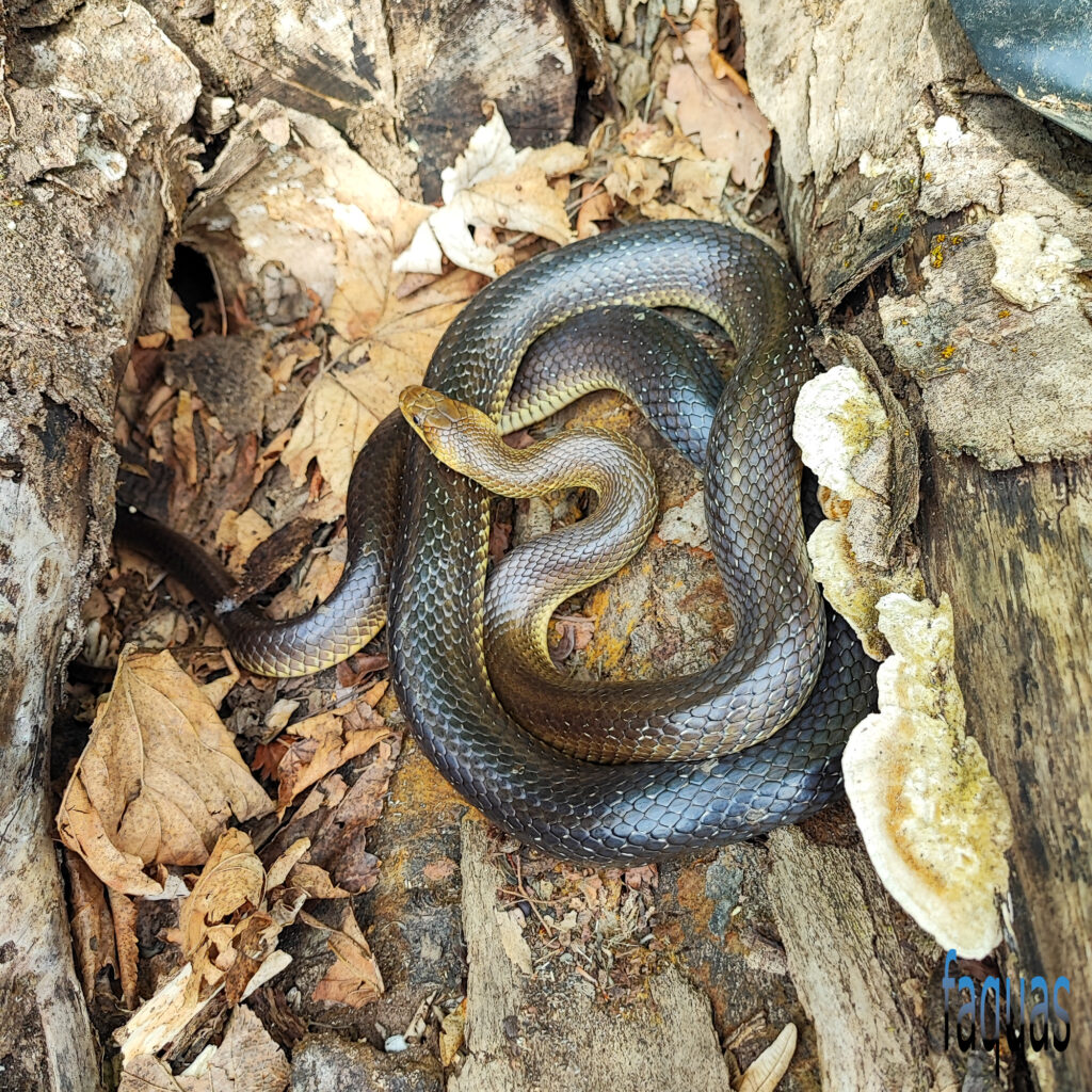 Äskulapnatter, Zamenis longissimus, Holzstapel, Naturschutzmaßnahme