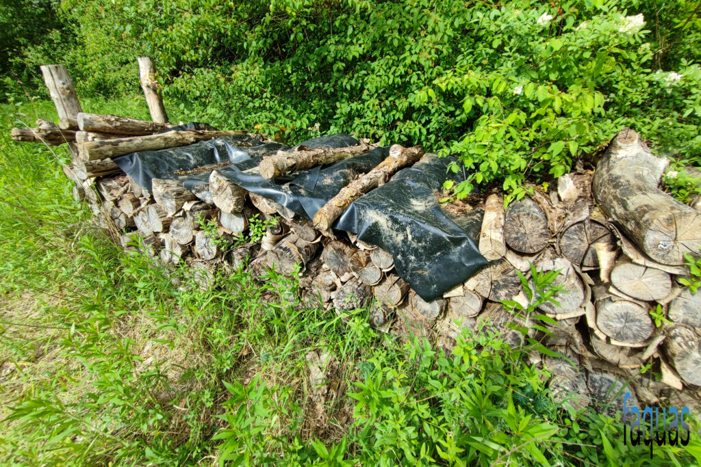 Äskulapnatter, Zamenis longissimus, Holzstapel, Naturschutzmaßnahme