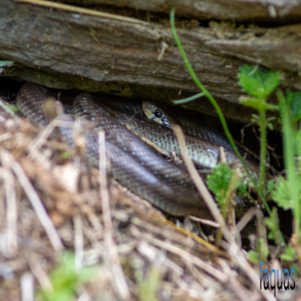 Äskulapnatter, Zamenis longissimus, Quartier