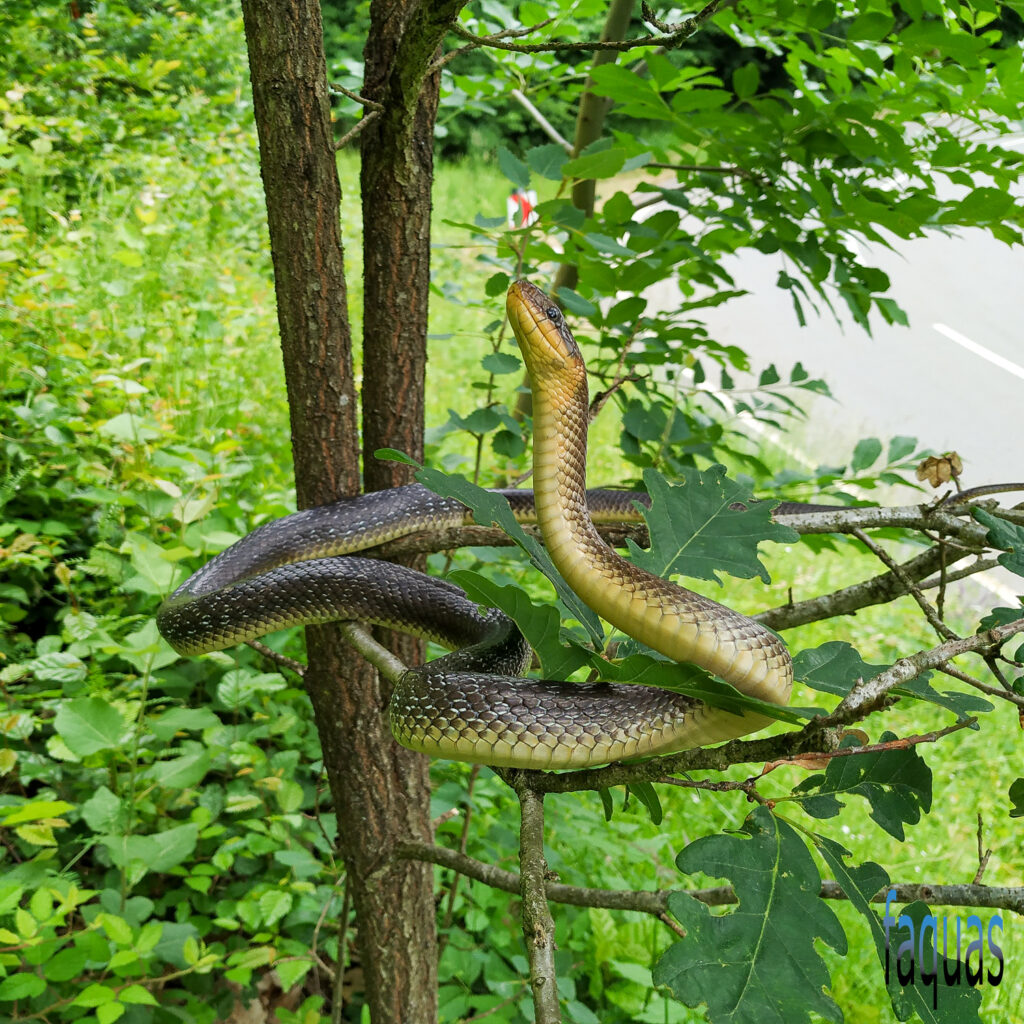Äskulapnatter, Zamenis longissimus