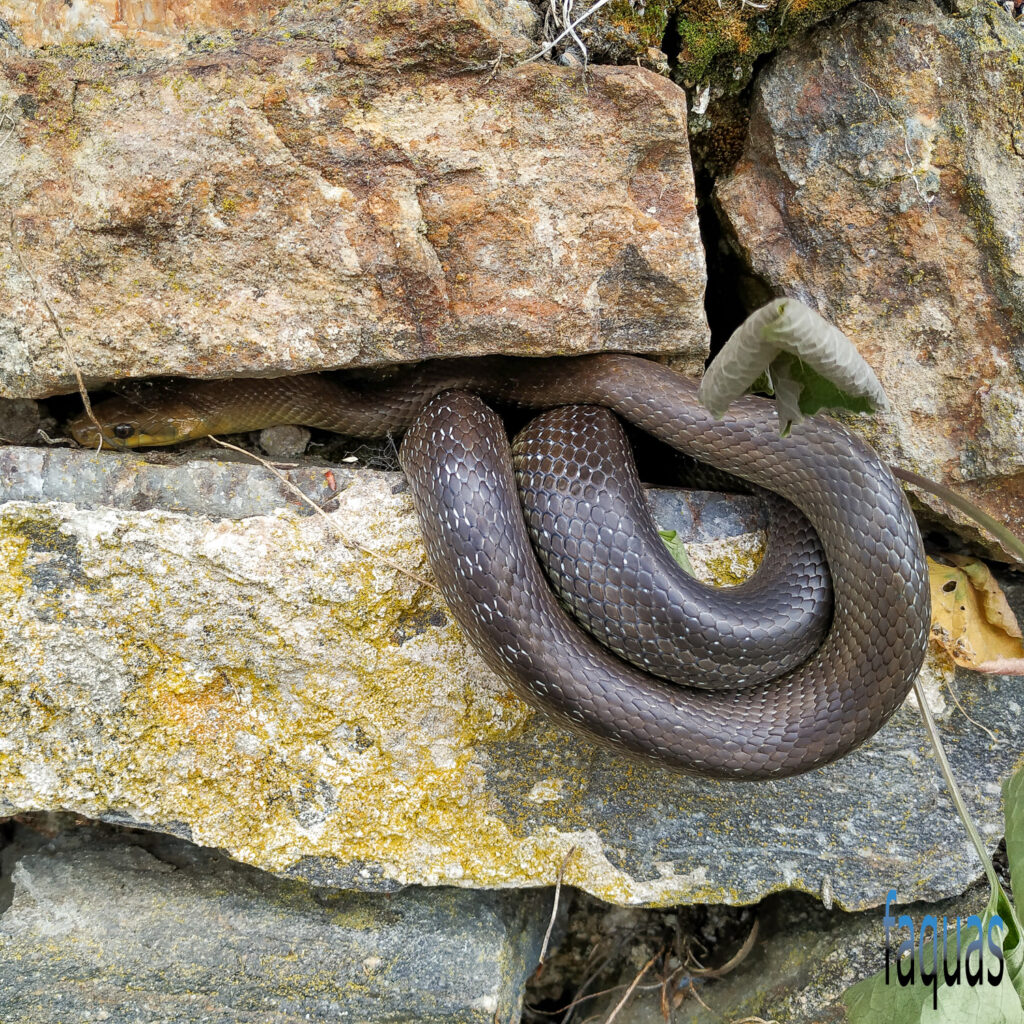 Äskulapnatter, Zamenis longissimus, Donautal, Donauleiten