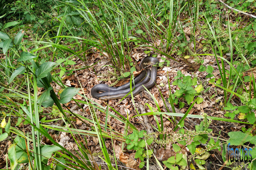 Äskulapnatter, Zamenis longissimus