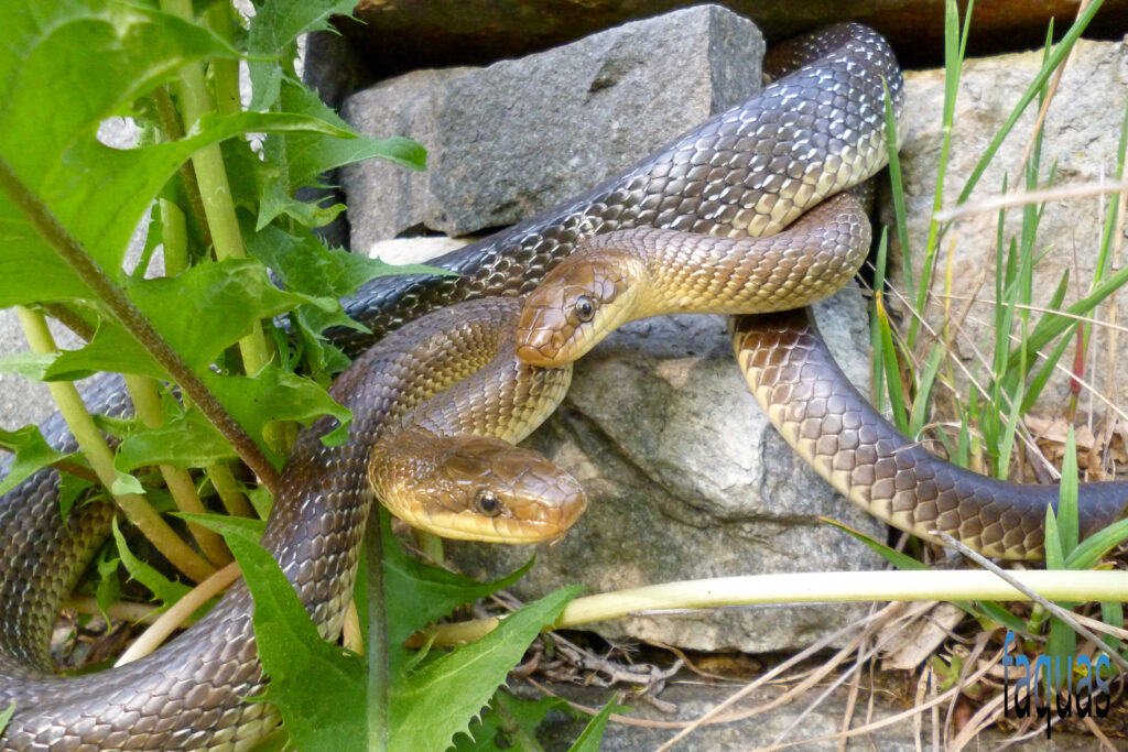 Äskulapnatter, Zamenis longissimus