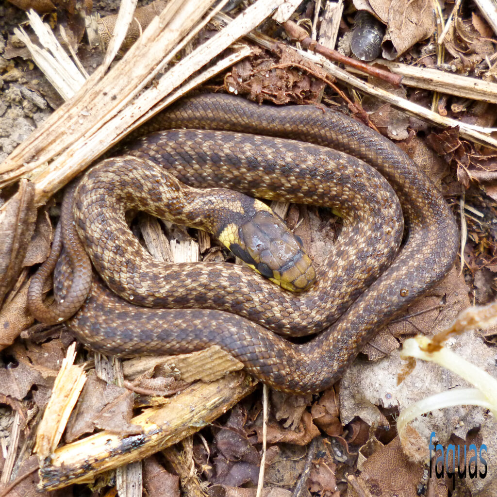 juvenile Äskulapnatter, Zamenis longissimus