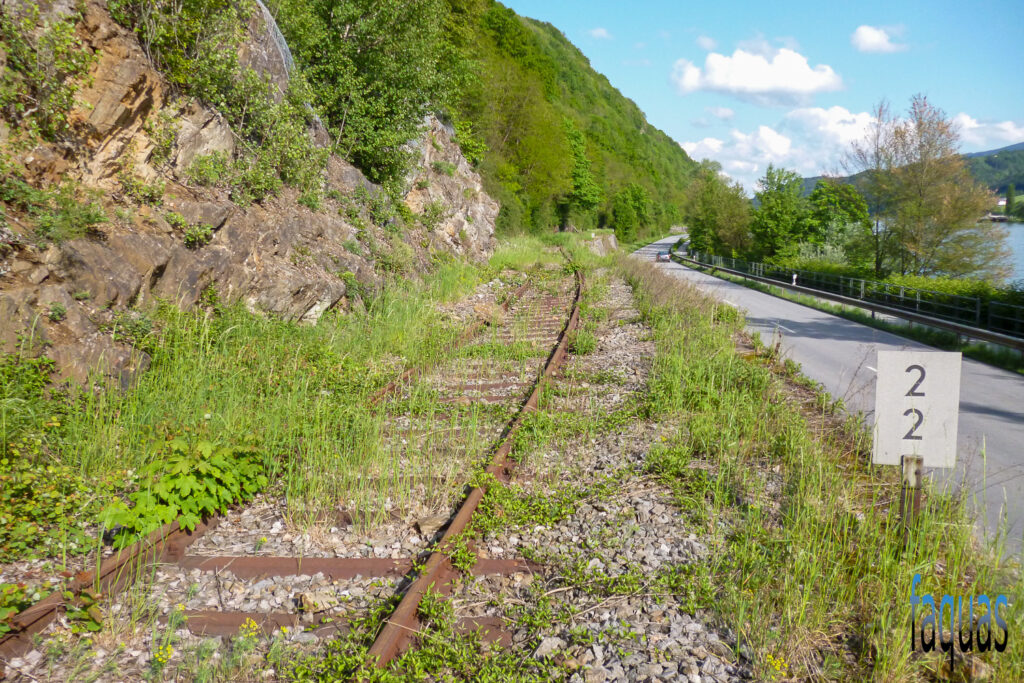 Äskulapnatter, Zamensi longissimus, Bahndamm, Donautal, Donauleiten